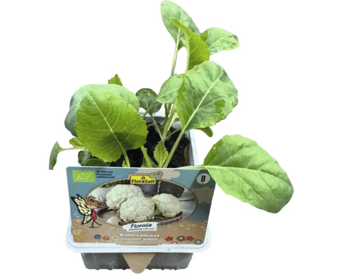 Sazenice květáku v květináči s logem FloraSelf Bio