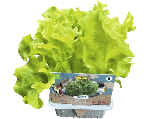 FloraSelf Trhaný salát Lollo Bionda v květináči
