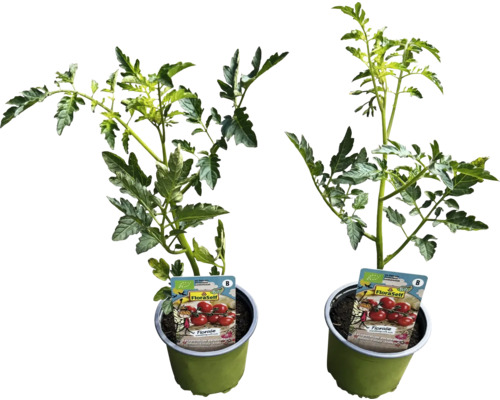Dvě sazenice rajčat v květináčích