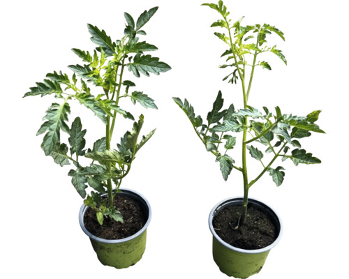 Dvě sazenice rajčat v květináčích