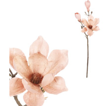 Větev s květy magnolie jako dekorace