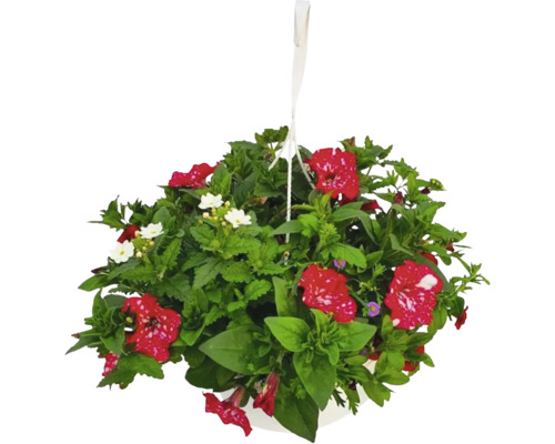 Poutpourri mix FloraSelf květináč Ø 35 cm