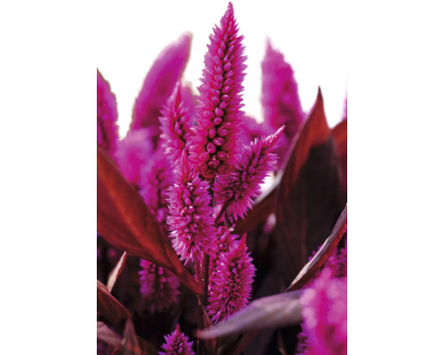 Nevadlec FloraSelf Celosia argentea květináč Ø 20 cm
