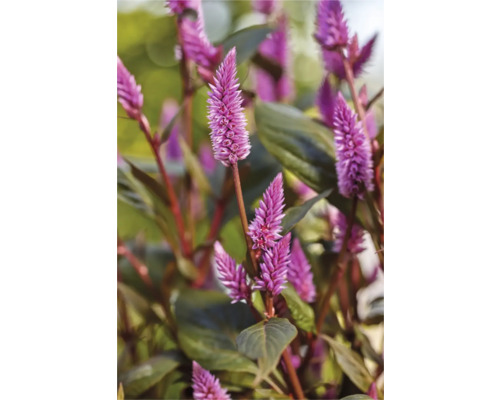 Detailní záběr rostliny Celosia s charakteristickými květenstvími