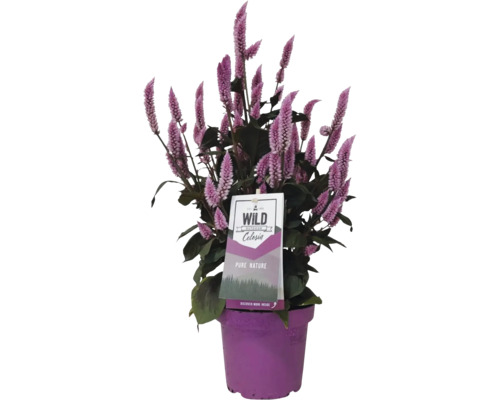 Celosia rostlina v květináči