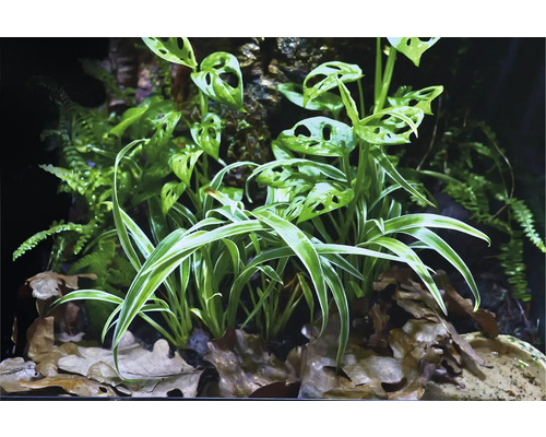 Scéna s různými druhy rostlin