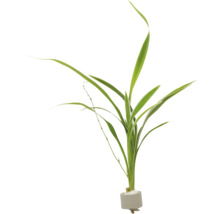 Zelená vodní rostlina do akvárií