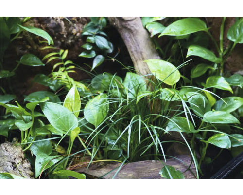 Detailní záběr výsadby terária s různými druhy rostlin