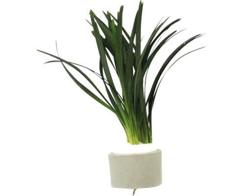 Terarijní rostlina DENNERLE PLANTS Ophiopogon japonicus 'Kyoto Dwarf' Zelená akvarijní rostlina v cementovém květináči
