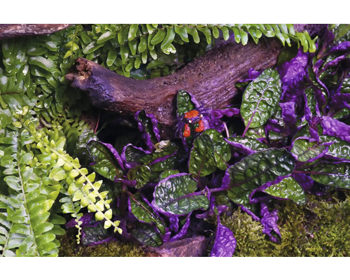 Detailní záběr korýšů a rostlin v teráriu