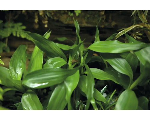 Zelená rostlina dračinec s listy