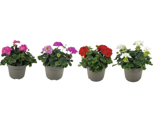 Pelargonie vzpřímená mix FloraSelf Pelargonium Galaxy Ø 21 cm květináč, různé barvy