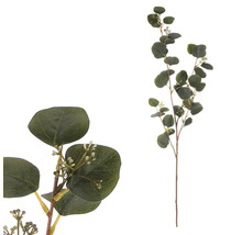 Eukalyptová větev k dekoraci