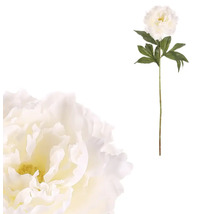 Dekorativní pivoňka na stonku