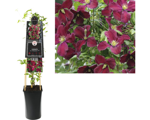 Plamének FloraSelf Clematis vitalba 'Vitiwester' výška 50-70 cm květináč 2,3 l Plamének FloraSelf Clematis vitalba 'Vitiwester' výška 50-70 cm květináč 2,3 l