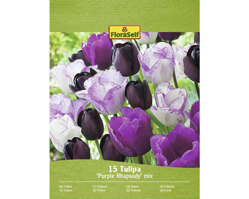 Směs tulipánů FloraSelf Purple Rhapsody, balení 15 kusů