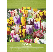 Balení tulipánů Rembrandt mix od FloraSelf s 15 cibulovinami