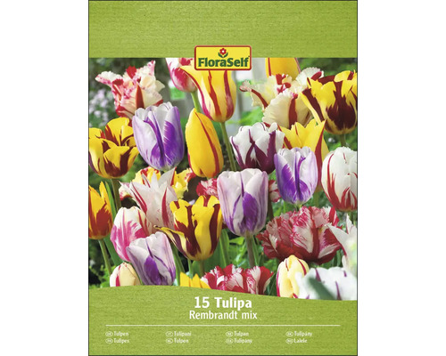 Balení tulipánů Rembrandt mix od FloraSelf s 15 cibulovinami