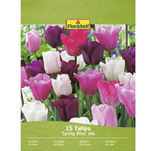 FloraSelf Tulipa Spring Bliss Mix, balení 15 kusů
