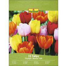 Balení tulipánů Triumph Aurora Mix s 15 kusy