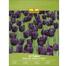 Balení 12 tulipánů odrůdy Queen of Night