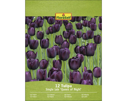 Balení 12 tulipánů odrůdy Queen of Night
