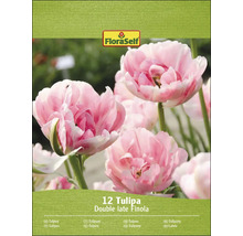 Balení tulipánových cibulí odrůdy Double Late Finola