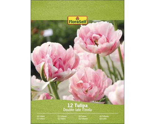 Balení tulipánových cibulí odrůdy Double Late Finola