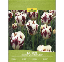 Balení 12 tulipánů FloraSelf Triumph ''Grand Perfection''
