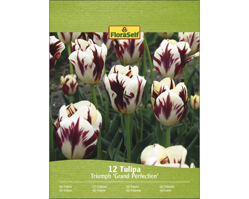 Balení 12 tulipánů FloraSelf Triumph ''Grand Perfection''