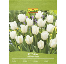 FloraSelf Triumph bílé tulipány, 12 kusů
