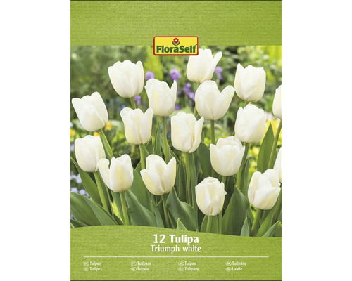 FloraSelf Triumph bílé tulipány, 12 kusů