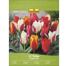 FloraSelf Směs tulipánů Greigii, balení 15 kusů