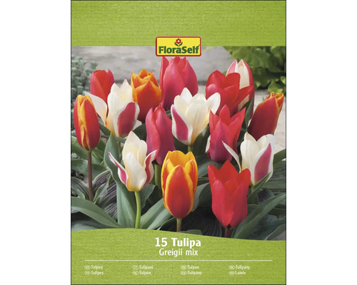 FloraSelf Směs tulipánů Greigii, balení 15 kusů