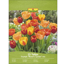 Balení FloraSelf 15 Tulipa Triumph ''Monet''s Garden'' mix