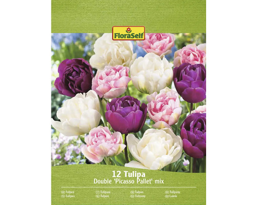 Balení 12 tulipánových cibulí, odrůda Double Picasso Pallet Mix