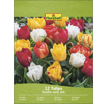 FloraSelf Tulipány Double Early Mix, balení dvanácti cibulí