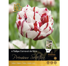 Balení šesti cibulí tulipánu Tulipa Carnaval de Nice