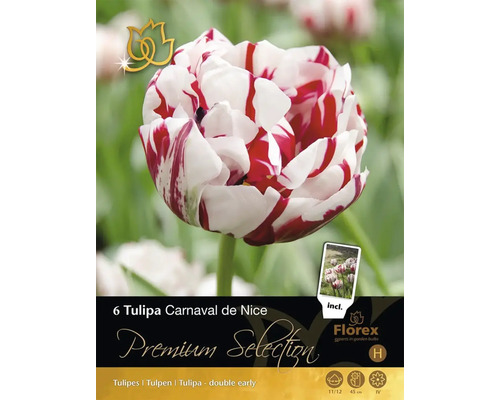Balení šesti cibulí tulipánu Tulipa Carnaval de Nice