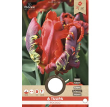 6 cibulek tulipánu Tulipa Rococo