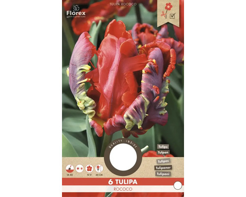 6 cibulek tulipánu Tulipa Rococo