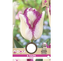 Balení cibulí tulipánů Tulipa Affaire