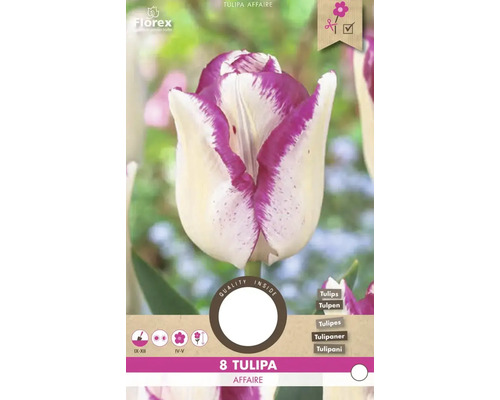 Balení cibulí tulipánů Tulipa Affaire