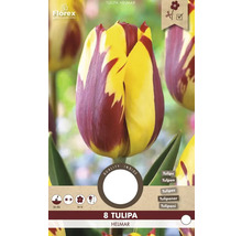 Balení cibulí Tulipa Helmar s osmi tulipány