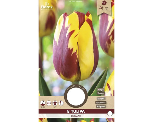 Balení cibulí Tulipa Helmar s osmi tulipány