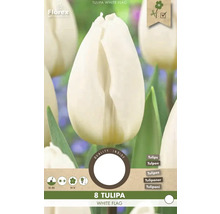 Balení osmi tulipánů odrůdy White Flag