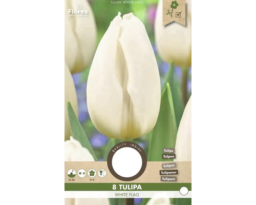 Balení osmi tulipánů odrůdy White Flag