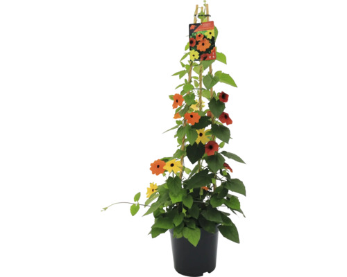 Černooká Zuzana tříbarevná FloraSelf Thunbergia alata celková výška cca 90 cm Ø 19 cm květináč