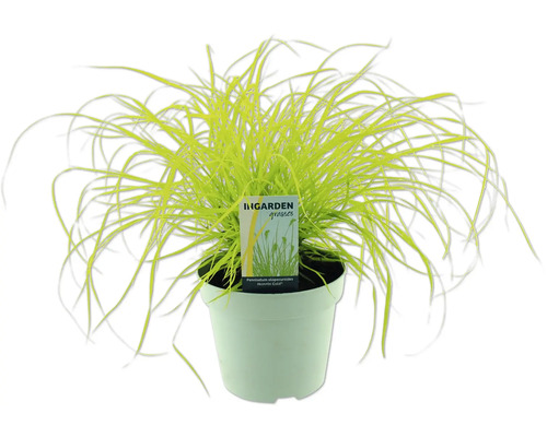 Dochan psárkovitý FloraSelf Pennisetum alopecuroides 'Hameln' výška 5-30 cm květináč 14 cm Dochan psárkovitý FloraSelf Pennisetum alopecuroides 'Hameln' výška 5-30 cm květináč 14 cm