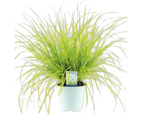 Smilka plstnatá v květináči